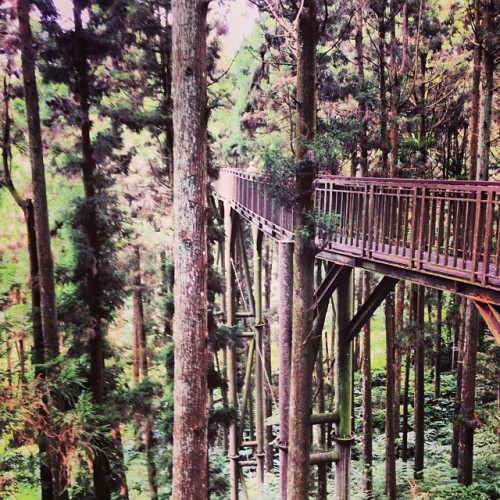 Skywalk around the tree caps. XiTou, Taiwan.