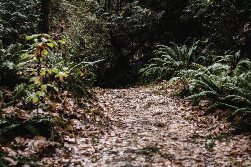 darkcoastphotography:Stocking Creek, Cowichan Bay, 2016 (FB / Insta)