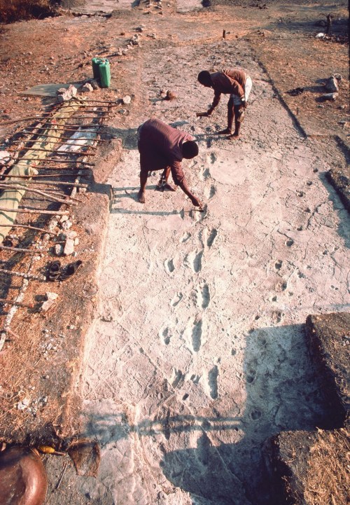 A trail of footprints probably left by Australopithecus afarensis individuals some 3.5 million years