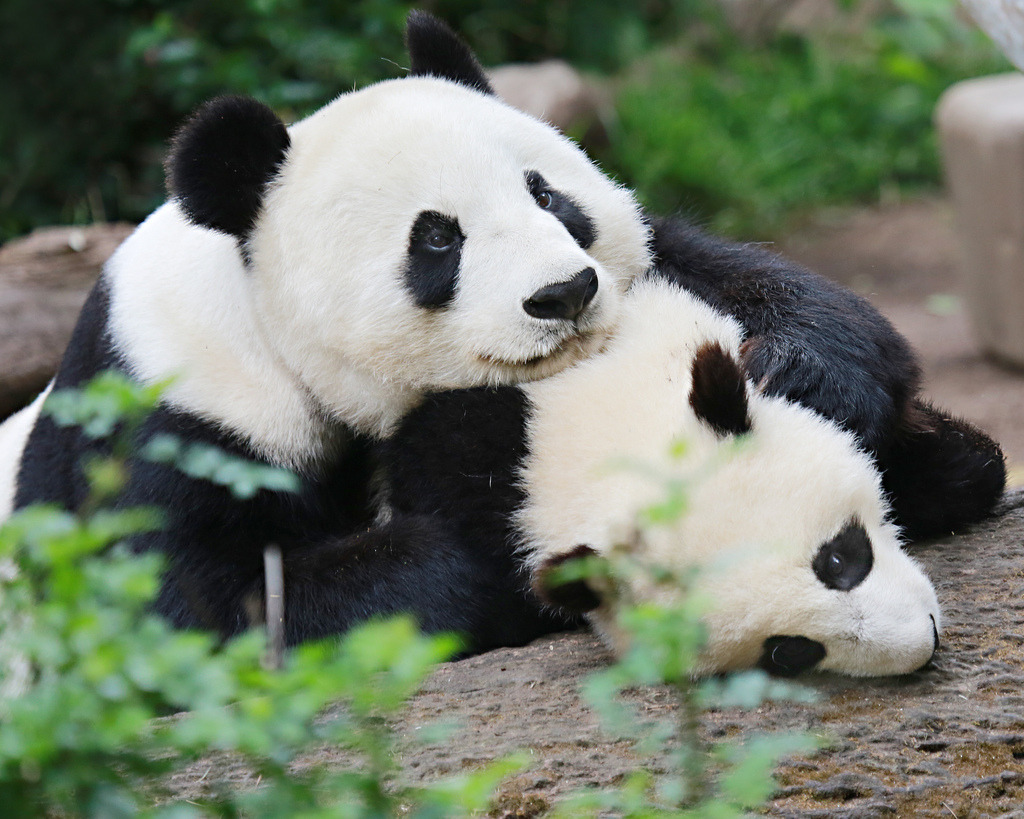 giantpandaphotos:  Bai Yun and her son Xiao Liwu at the San Diego Zoo on June 2,