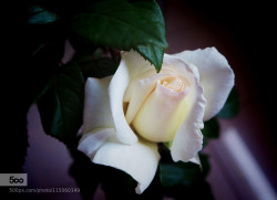 morethanphotography:  my roses by pedro_pablosantos