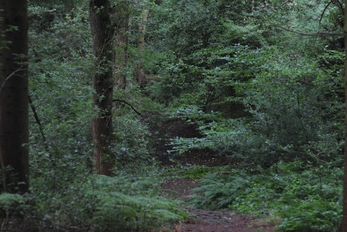 buron:Hills at the Edge of the City ii (xii)©sydburon - July ‘15
