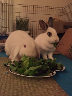 biggrumpybunny:  Vegetables.