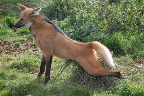 vivelagiygas:  I don’t understand why Maned Wolves aren’t more popular on tumblr, I mean look at them They’re like foxes  on  stilts.  they’re absolutely precious and  totally  fucking  ridiculous in every way        
