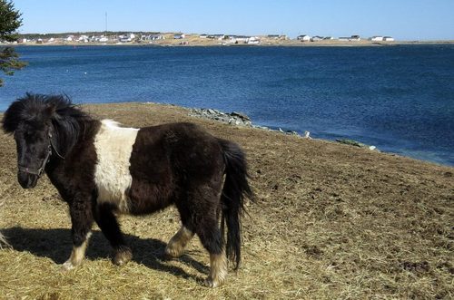 h3adphonez:  volatilevibes:  Okay so, where I live (Canada, Newfoundland) we have