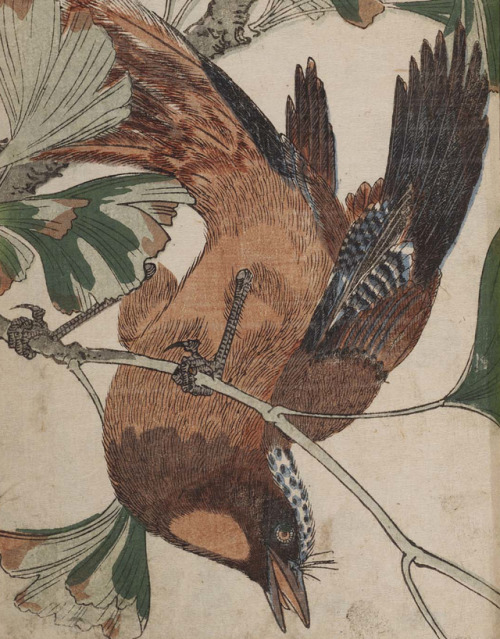 Shigemasa Kitao - Kachō zue: shashin - Bunka 2 - 1805 - via University of Wisconsin Digital Collecti
