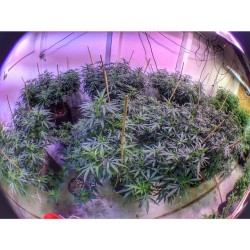 weedporndaily:  Was checkin out some bitches over @blueskyfarms today ;) by shesmokesjoints http://ift.tt/1lQcG5C