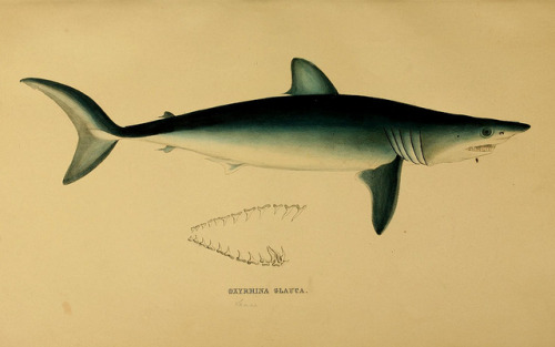 Historical classification of (now) Isurus oxyrinchus by BioDivLibrary on Flickr.