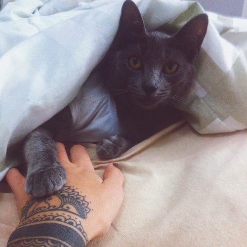 Monstercat Is My Spirit Animal