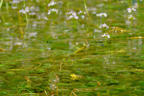 The picture that Monet forgot to paint. Happy frog friday!