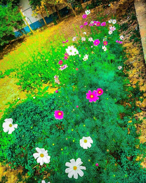 ♡Beautiful Cosmos In Our Garden. ♡Follow @greenmagickwithsudeshna For More. #spring #nature #flowers