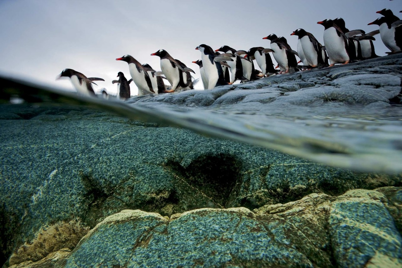 awkwardsituationist:  april 25 is world penguin day. two recently published studies