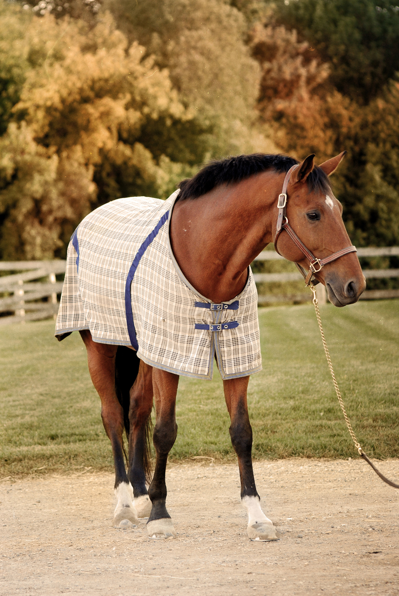 snapshot-equestrian:  fall &lt;3 