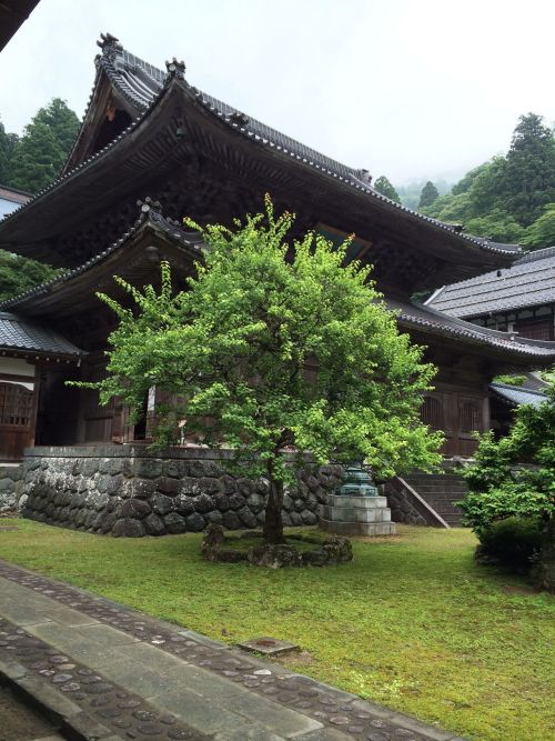 fromthefloatingworld:  永平寺 my photo 