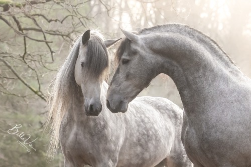 horsesarecreatures:  Piter and Ceylan - Andalusian and Friesian x Lipizzaner StallionsBellaVie PhotoArt