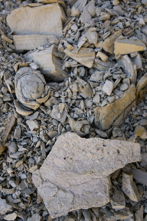 1800daniel: I’m not a geologist but I know an interesting shale formation when I see one. I&rs