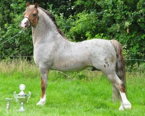 Leybuchts BrandinoH.S. Brandy x Cuppers MerleWelsh Pony Section A, Stallion11.3hhBorn 2003