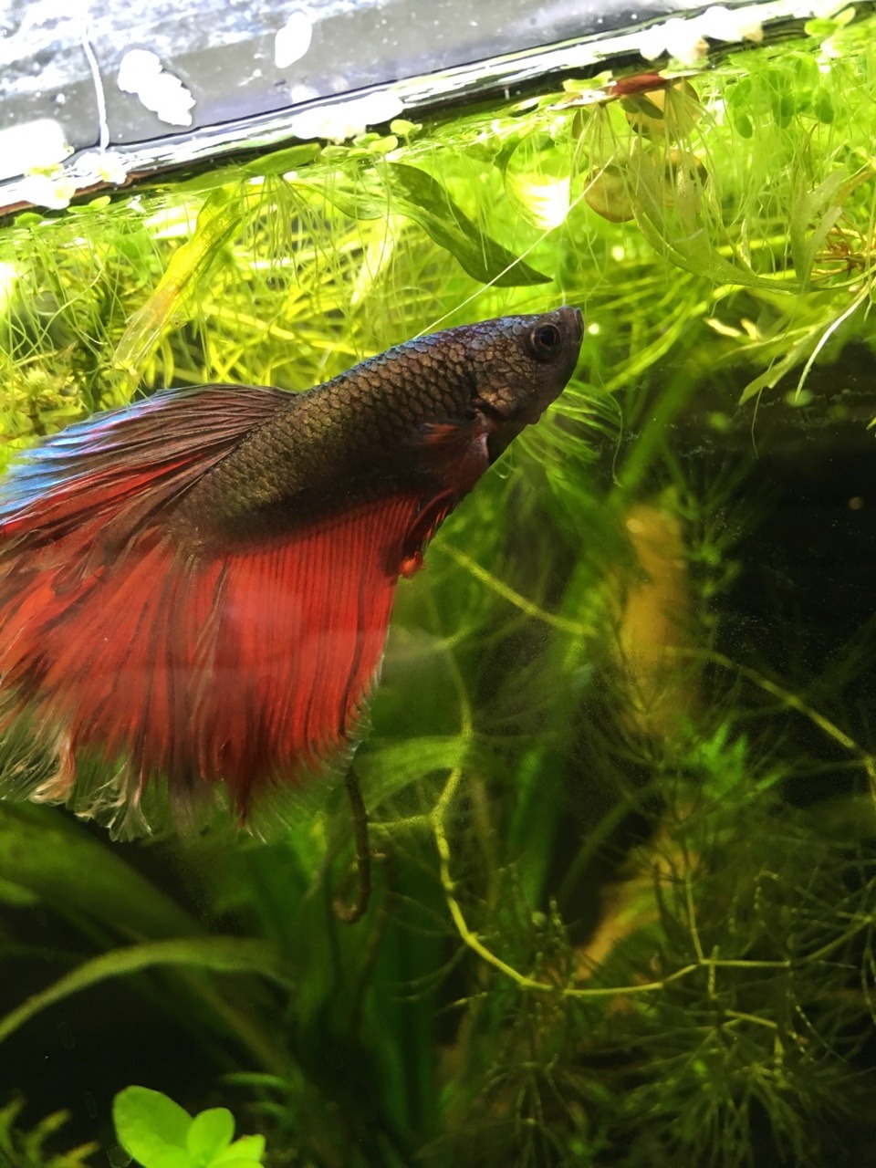 hundred-and-one-bettas:
“ such a good model
”