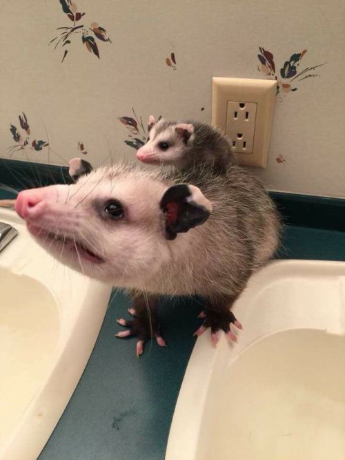 opossummypossum: don’t talk to me or my adult photos
