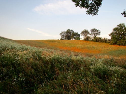 geopsych:  We saw these hills: they were covered with flowers. 