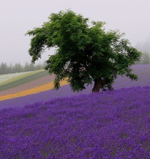 beautyofjapan:Lavender field, Hokkaido, Japan