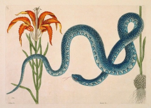 Wampum Snake with Lily (1740). Illustration by British naturalist, Mark Catesby (1682-1749).