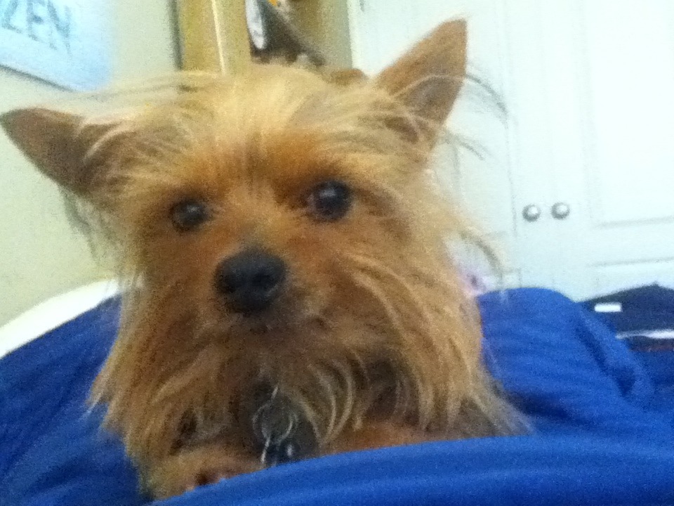 let me sleep dogg