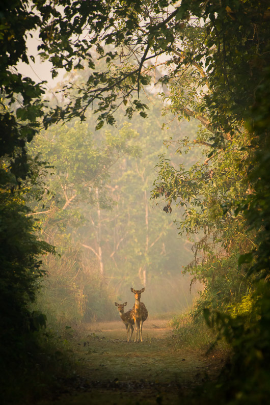 earthataglance:  Deer in Headlights by Simon Christen