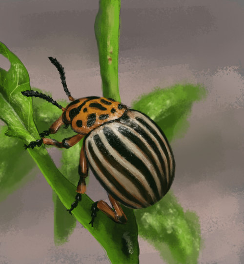  Colorado beetle.