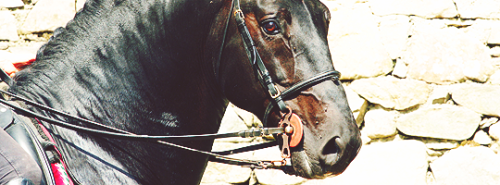 dreamers&ndash;of&ndash;the&ndash;day:100 HORSE BREEDS ↬ 11. MurgeseThe Murgese breed or