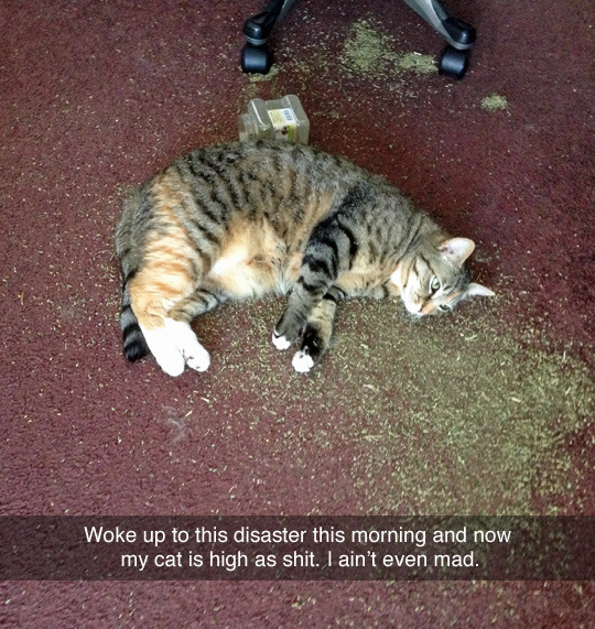 h0rror-st0ry:  tastefullyoffensive:  (photo via wolfie305)  Uhhh I would be so mad