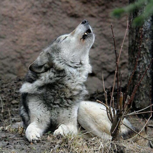 the-smiling-wolf: