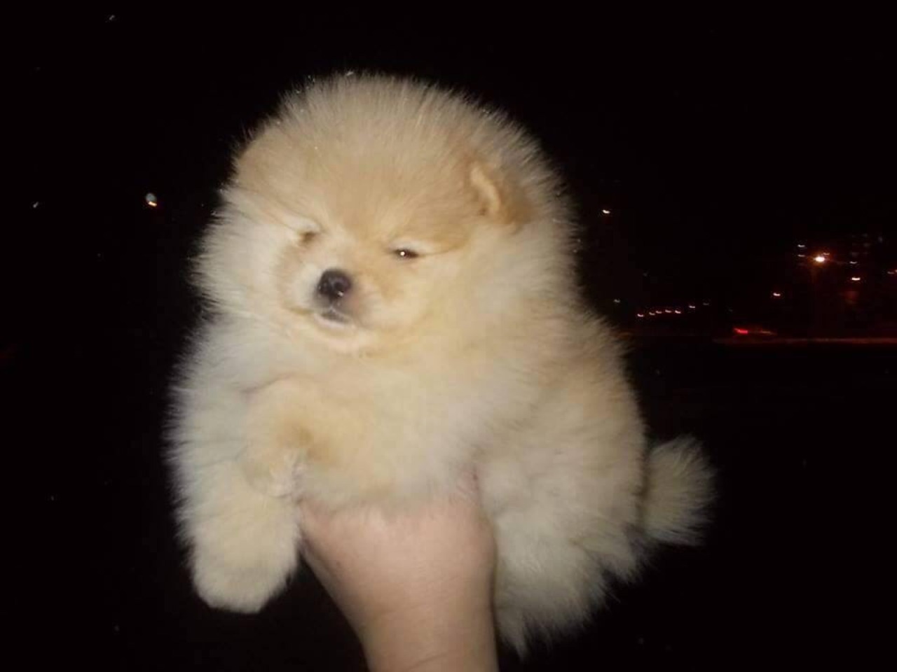 the-absolute-funniest-posts: aw fluffy booboo