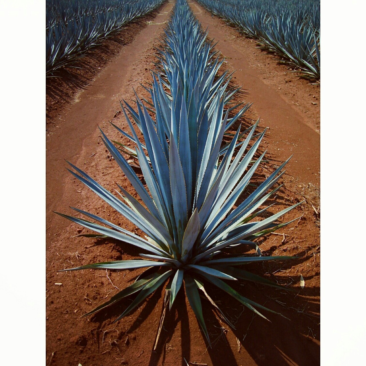 ricardoorlandoramos:  Agave. 