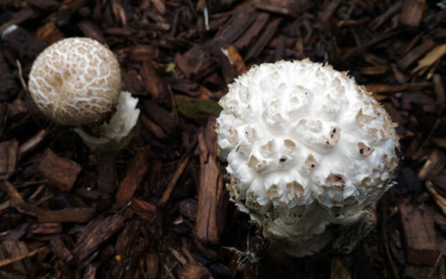 edible mushroom