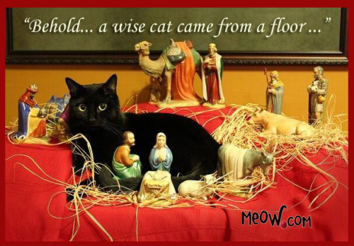 Oh Come All Ye Faithful…worship and adore me…meow!