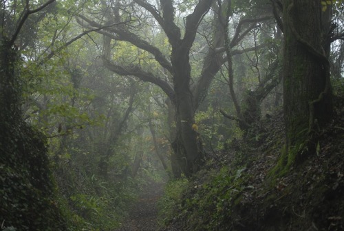 buron: Grove Mist (iii) ©sydburon - November ‘15