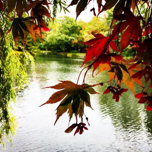 少し早いけど紅葉。 #紅葉 #北海道旅行 (Nakajimakoen, Chuo-ku) www.instagram.com/p/B3f8YmVnOoj/?igshid=1jl9m1c