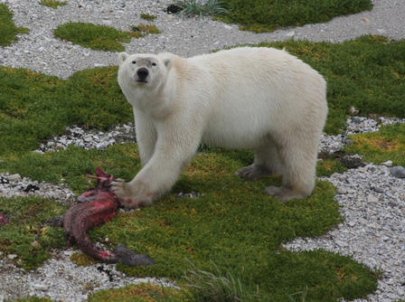 dendroica:  Polar Bear Diet Changes as Sea Ice Melts  A series of papers recently published by scientists at the American Museum of Natural History suggests that polar bears in the warming Arctic are turning to alternate food sources. As Arctic sea ice