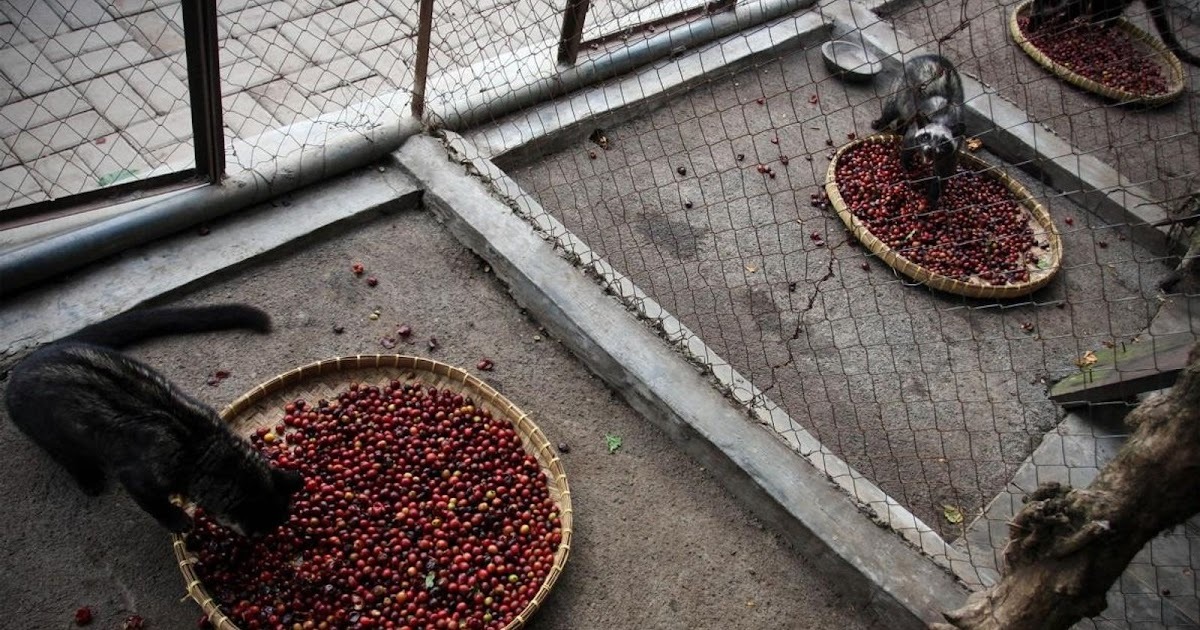 El perturbador secreto tras el café más caro del mundo