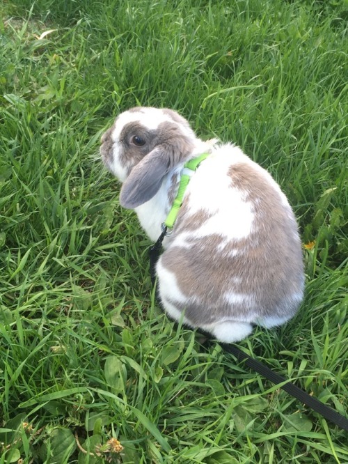 Such a happy bun when he gets to explore the outdoors and have some fresh grass