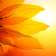 yellow-sunnny-flower