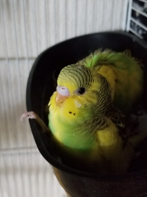 They both ate a lot of pellet powder today, and they both regularly pop out to sit on the edge of th