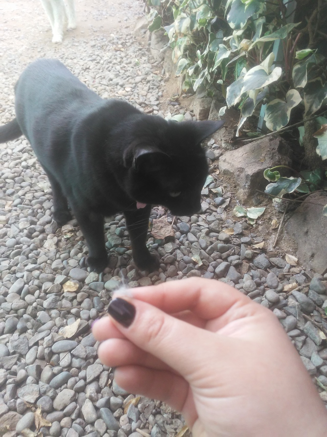 Selene le pego tan fuerte a un gato que se metió a la casa, que incluso le saco un mechon de pelaje, lo mejor, ella no 