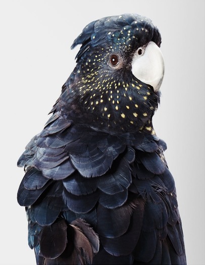 XXX hornorivory:  Photographs of wild cockatoos photo