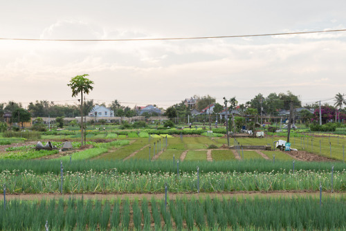 Tra Que Organic Farm Location: Hoi An, VietnamBy Chopt Creative Director Julia ShermanI like to desc