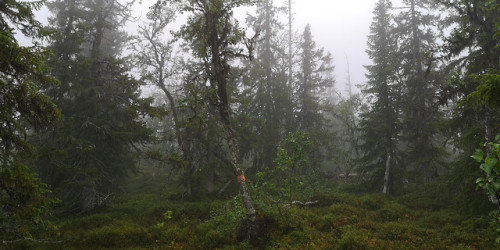 michaelnordeman:Sånfjället National Park, Härjedalen, Sweden.