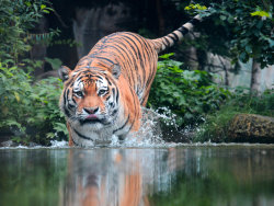 earthlynation:  Tiger by NB Photo Art 