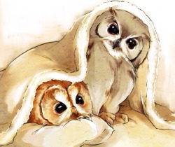 daily owls