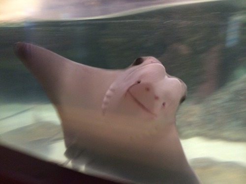 fuckyeah-nerdery: xbean: ablogfortwolovers: WHY DONT MORE PEOPLE LOVE STING RAYS LOOK AT THAT FACE B